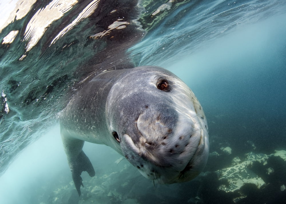 Facial view of a leopard seal Astrolabe Island Antarctica Canvas Art - Steve JonesStocktrek Images (17 x 12)