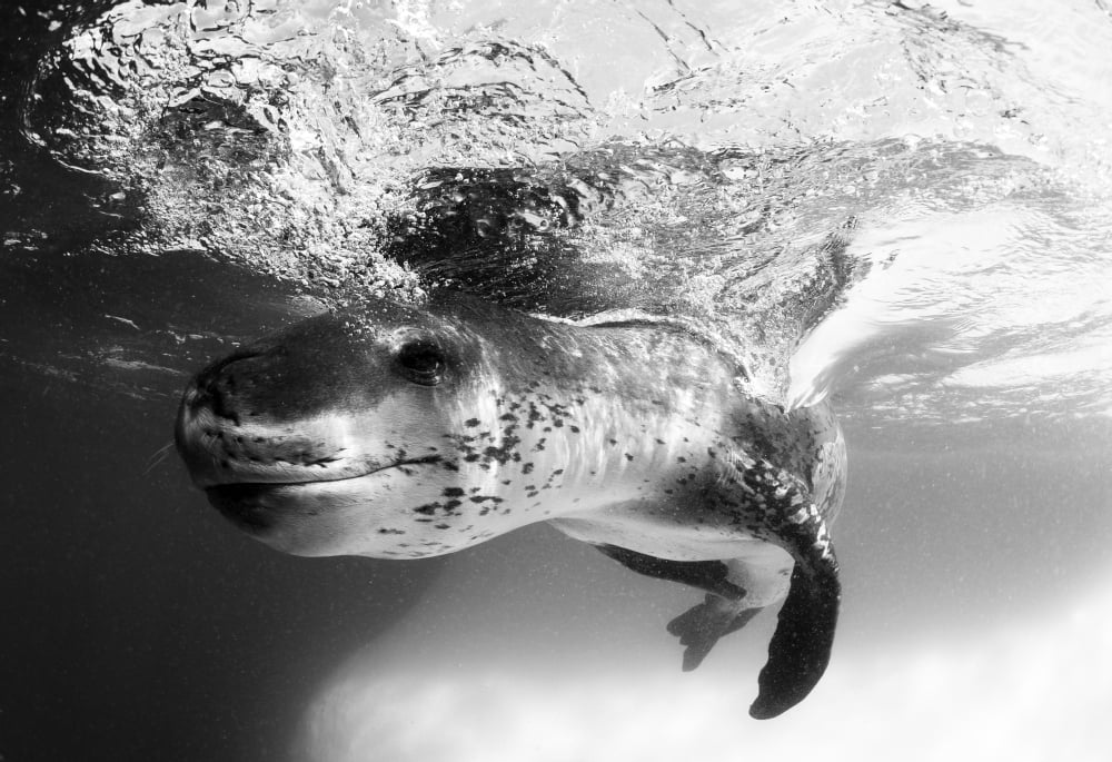 Facial view of a leopard seal Astrolabe Island Antarctica Canvas Art - Steve JonesStocktrek Images (18 x 12)