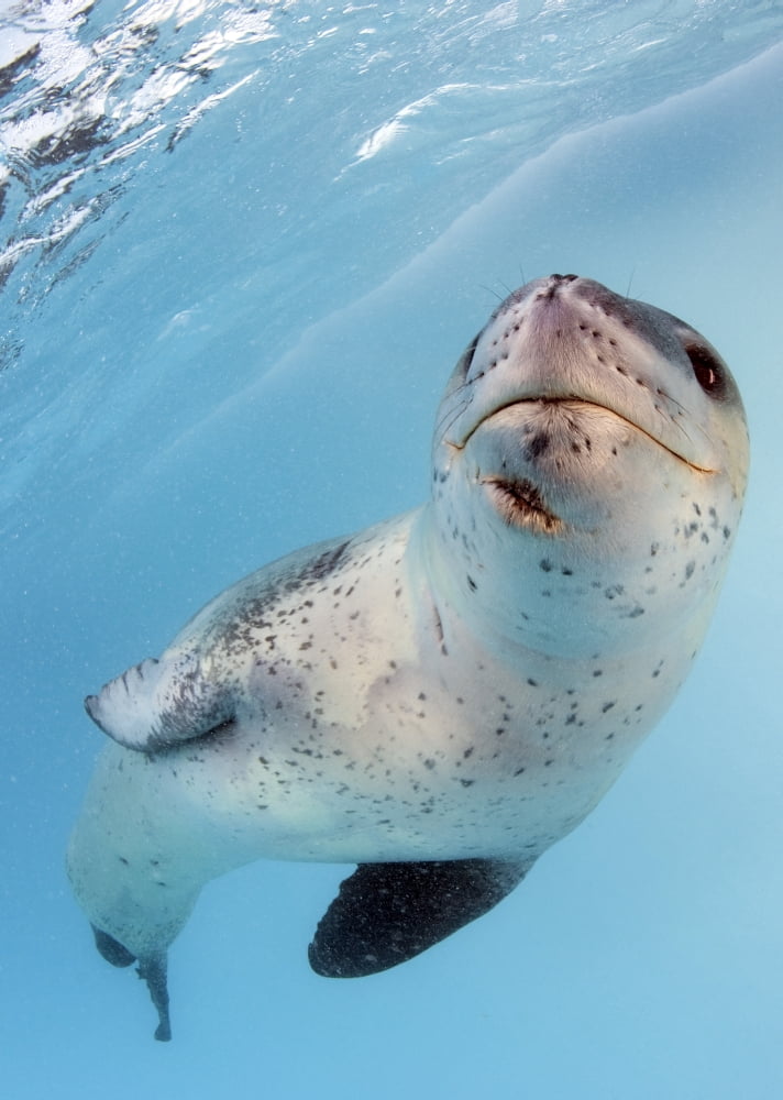 Facial view of a leopard seal Astrolabe Island Antarctica Canvas Art - Steve JonesStocktrek Images (24 x 34)