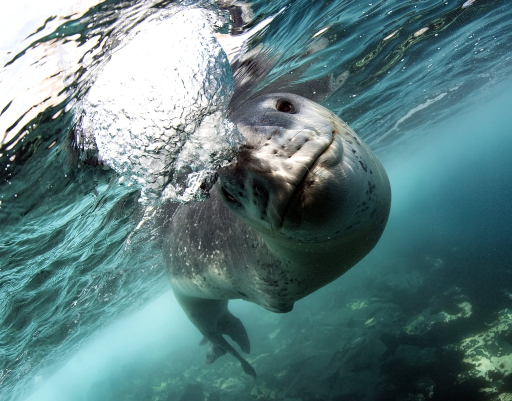 Facial view of a leopard seal Astrolabe Island Antarctica Canvas Art - Steve JonesStocktrek Images (32 x 25)