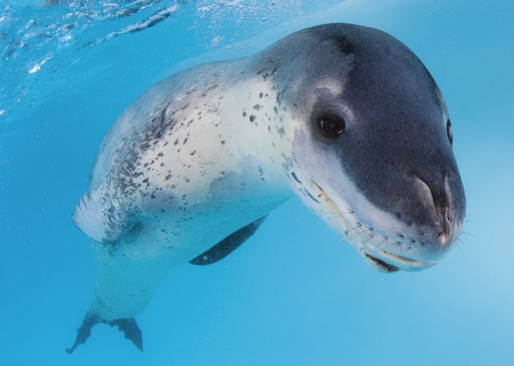 Facial view of a leopard seal Astrolabe Island Antarctica Canvas Art - Steve JonesStocktrek Images (34 x 24)