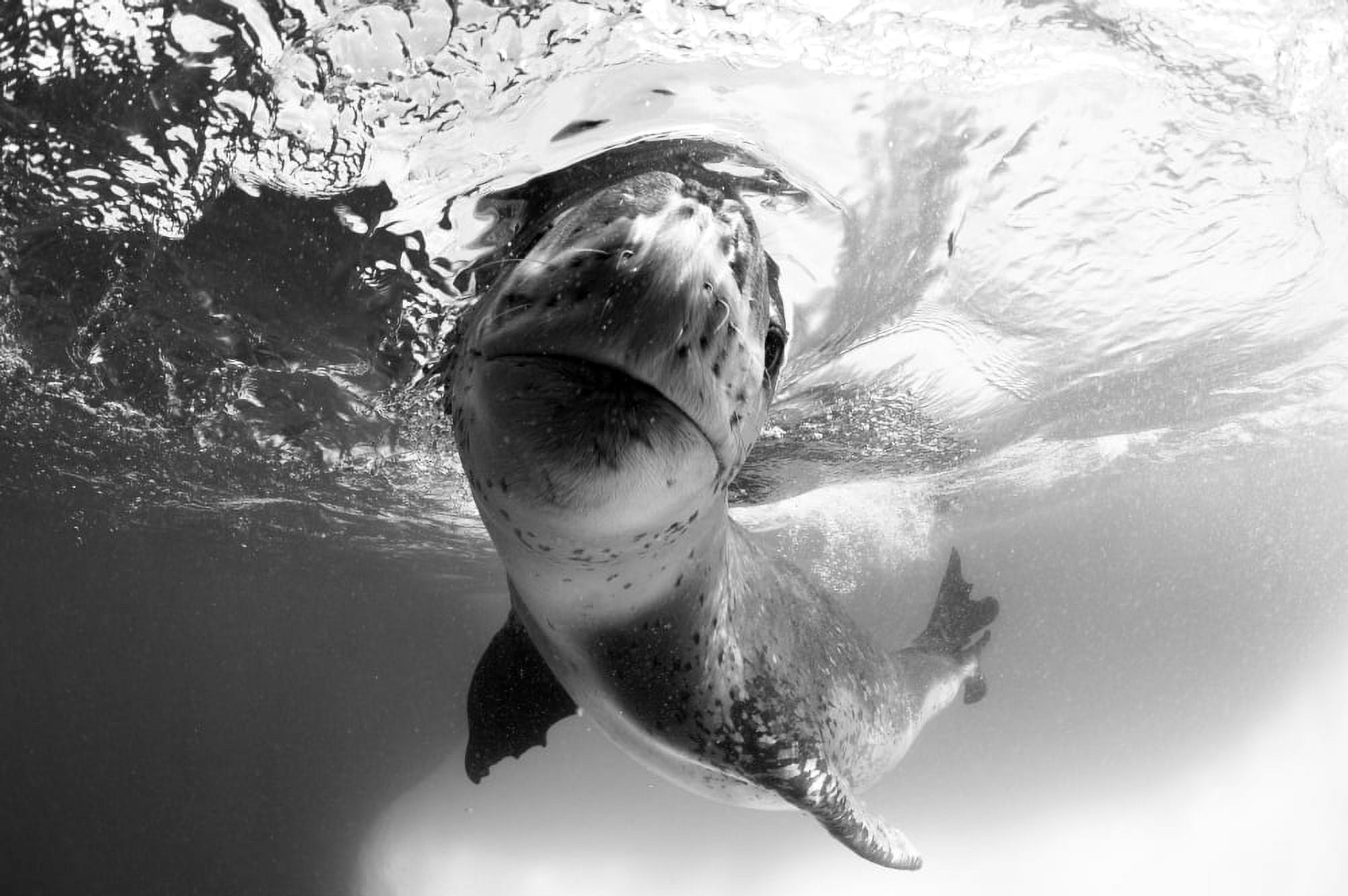 Facial view of a leopard seal Astrolabe Island Antarctica Canvas Art - Steve JonesStocktrek Images (35 x 23)