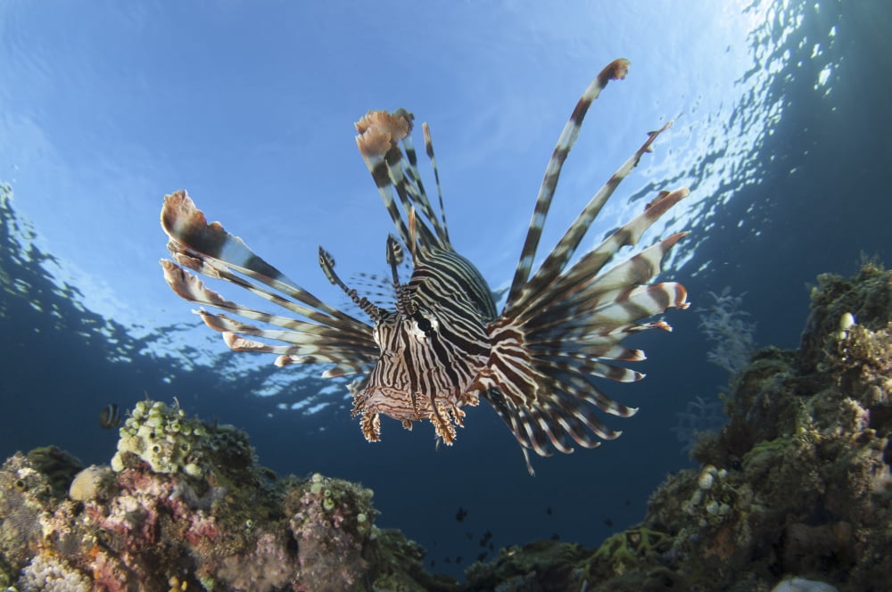 Facial view of a lionfish showing its spines Canvas Art - Steve JonesStocktrek Images (34 x 23)