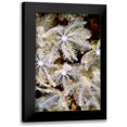 thumbnail image 1 of Factor, Beverly 17x24 Black Modern Framed Museum Art Print Titled - Feathering Flower I - Papua New Guinea, 1 of 5