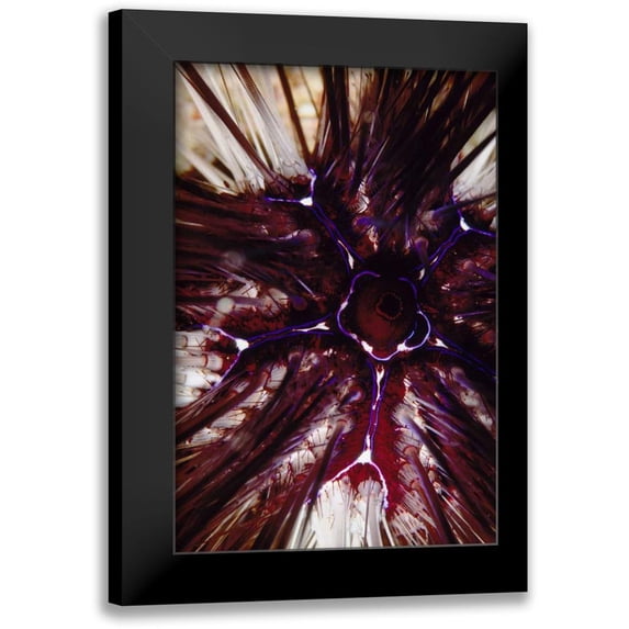 Factor, Beverly 17x24 Black Modern Framed Museum Art Print Titled - Passion Flower - Thailand