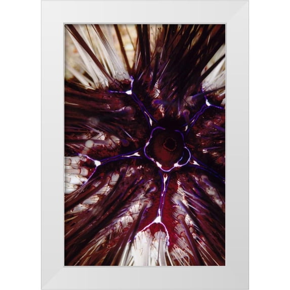 Factor, Beverly 17x24 White Modern Wood Framed Museum Art Print Titled - Passion Flower - Thailand