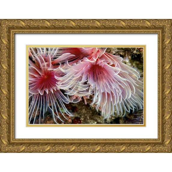 Factor, Beverly 18x13 Gold Ornate Wood Framed with Double Matting Museum Art Print Titled - Flirtatious Too - Batangos, Philippines