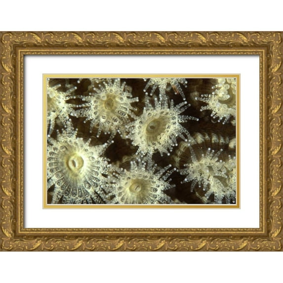 Factor, Beverly 18x13 Gold Ornate Wood Framed with Double Matting Museum Art Print Titled - Shower Flower - Central Raja Ampat, Indonesia