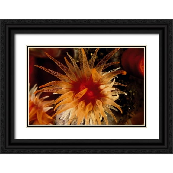 Factor, Beverly 24x17 Black Ornate Wood Framed with Double Matting Museum Art Print Titled - Bewitched - Menado, Indonesia
