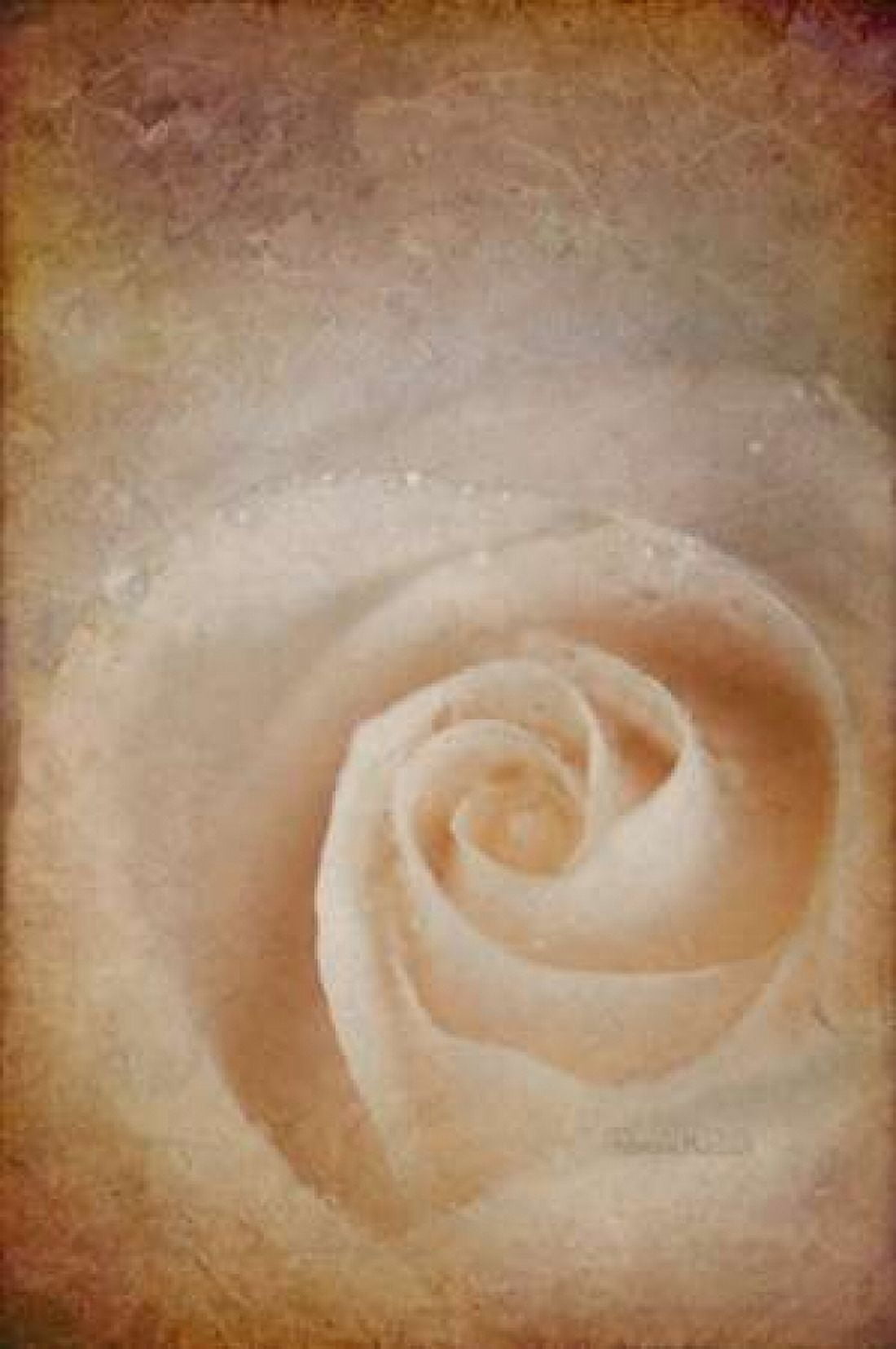 Faded Rose Canvas Art - Ramona Murdock (20 x 28)