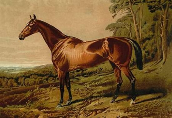 Fair Nell 1900 Canvas Art - Samuel Sidney (24 x 36)