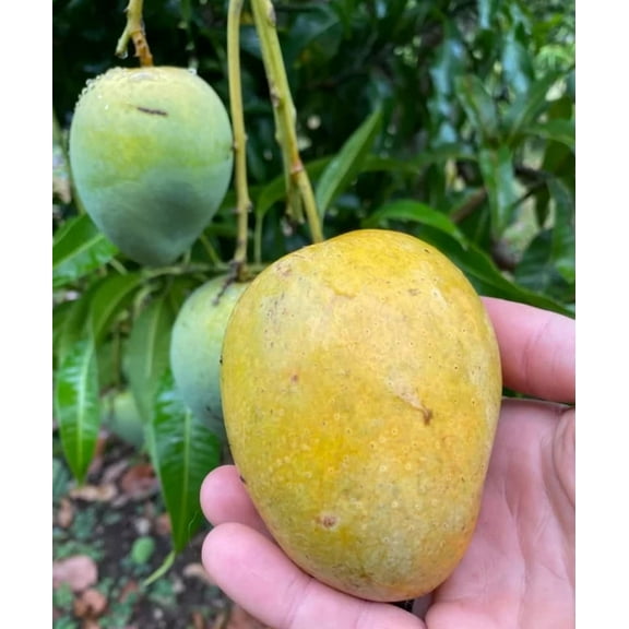 Fairchild condo dwarf Mango TREE GRAFTED (2-4 Feet Tall). Ship to all states