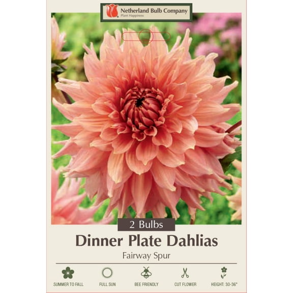 Fairway Spur Decorative Dinnerplate Dahlia - 2 Bulb Clumps