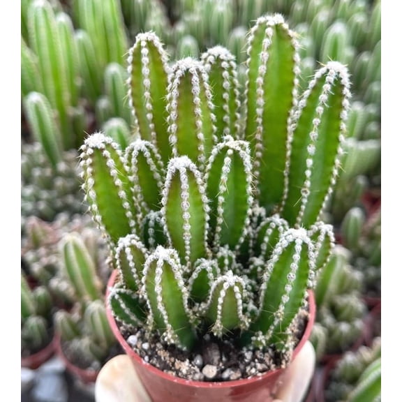 Fairy Castle Cactus Live Plant in 4 Inch Pot, Mini Succulent Indoor Outdoor Decor, Easy Care Cactus, Rare Acanthocereus Tetragonus, Desk Plant, Gift for Home Office Garden