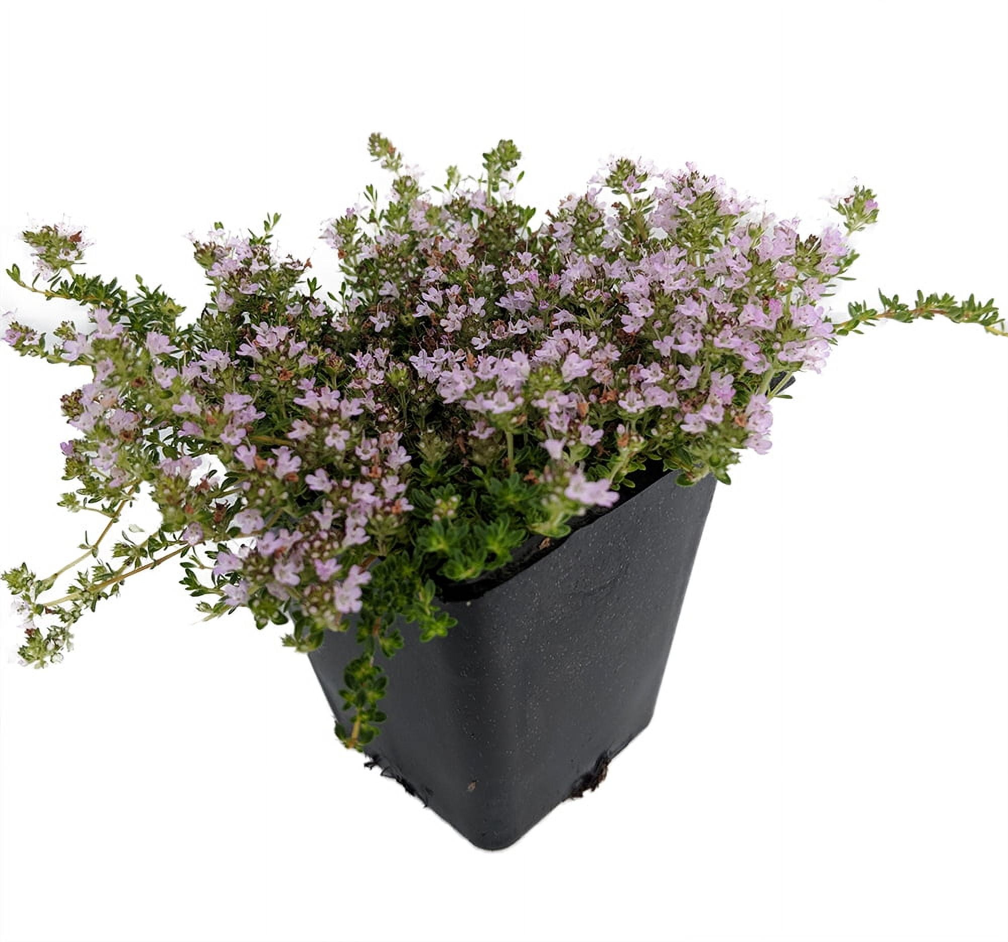 HIRT'S GARDENS Fairy Elfin Thyme Plant - World's Smallest Thyme - 2.5" Pot - Fairy Garden