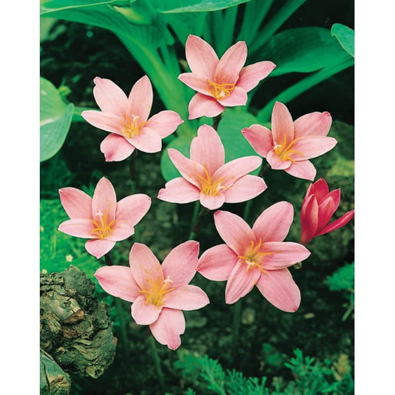 Fairy Lilies - 25 bulbs