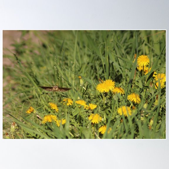 Fairy Moth Poster Wall Art, Modern Wall Decor For Living Room Bedroom, 8x12 UNFRAMED