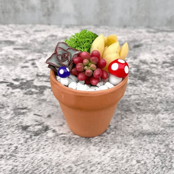 Fairy Succulent Garden Kit - Mini