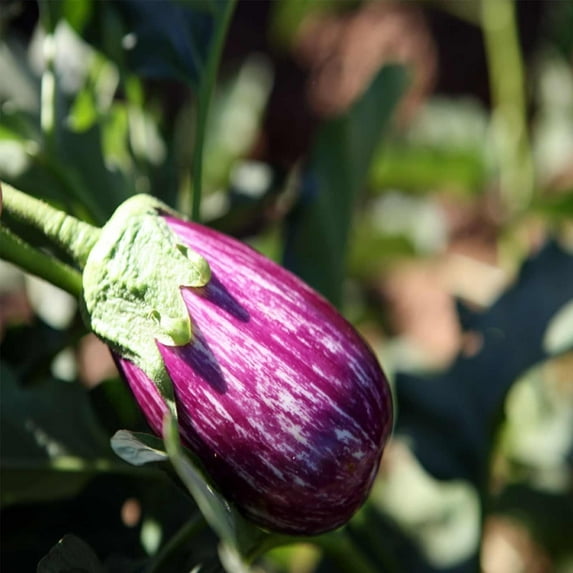 Fairy Tale Hybrid Eggplant Garden Seeds - 10 Seeds - Non-GMO Vegetable Gardening Seed - Solanum melongena