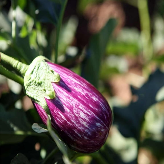 Fairy Tale Hybrid Eggplant Garden Seeds - 100 Seeds - Non-GMO Vegetable Gardening Seed - Solanum melongena