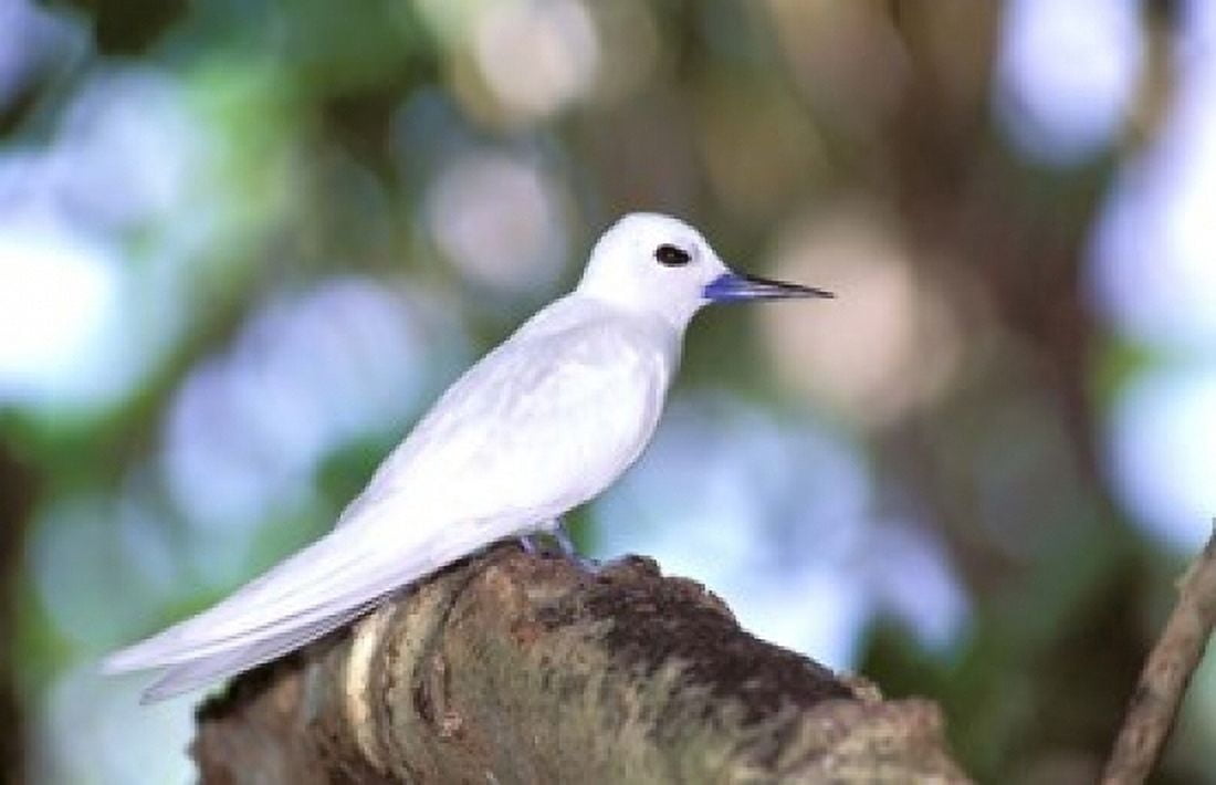 Fairy Tern Aride Island Seychelles Africa Canvas Art - Pete Oxford DanitaDelimont (18 x 11)