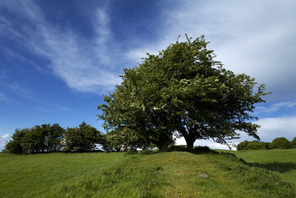 Fairy Tree (Hawthorn) on the bank of the Royal Enclosure at Tara Hill of the Kings - also known as Teamhair na Riogh County Meath Ireland Canvas Art - Panoramic Images (27 x 9)