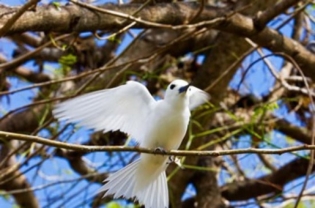 Fairy Turn bird in Trees Fregate Island Seychelles Canvas Art - Alison Wright DanitaDelimont (34 x 23)