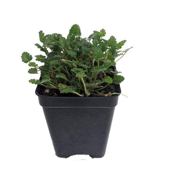 Fairy White Erodium - White Cranesbill / Alpine Geranium -2.5" Pot - Fairy Garden