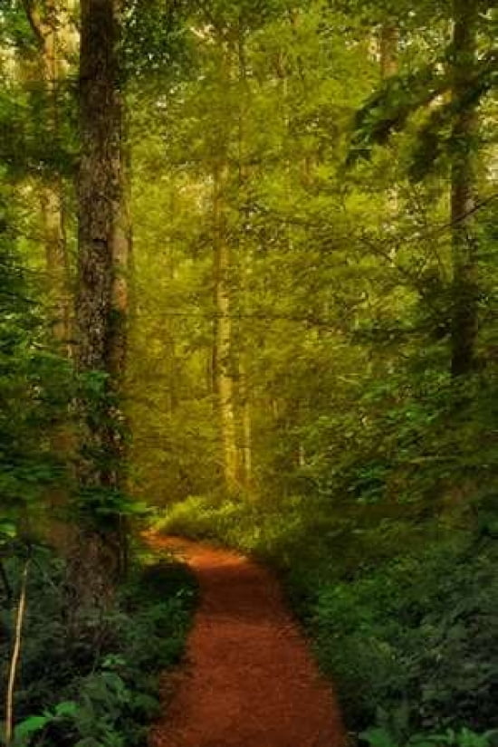 Fairytale Path Canvas Art - Natalie Mikaels (24 x 36)
