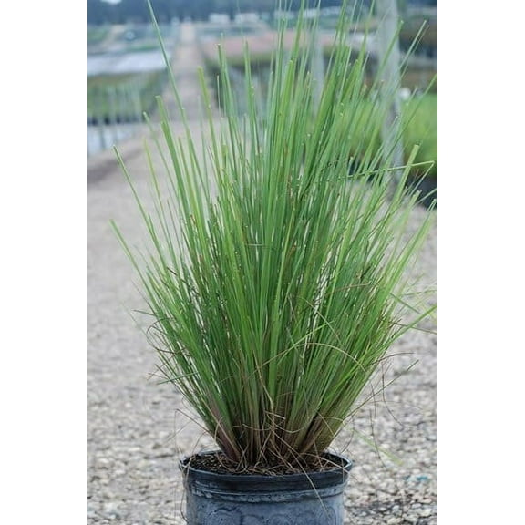 Fakahatchee Grass Dwarf  2 Extra Large 3 Gallon Plants  Tripsacum dactyloides Dwarf  Lush Garden Texture  Easy Care Feature