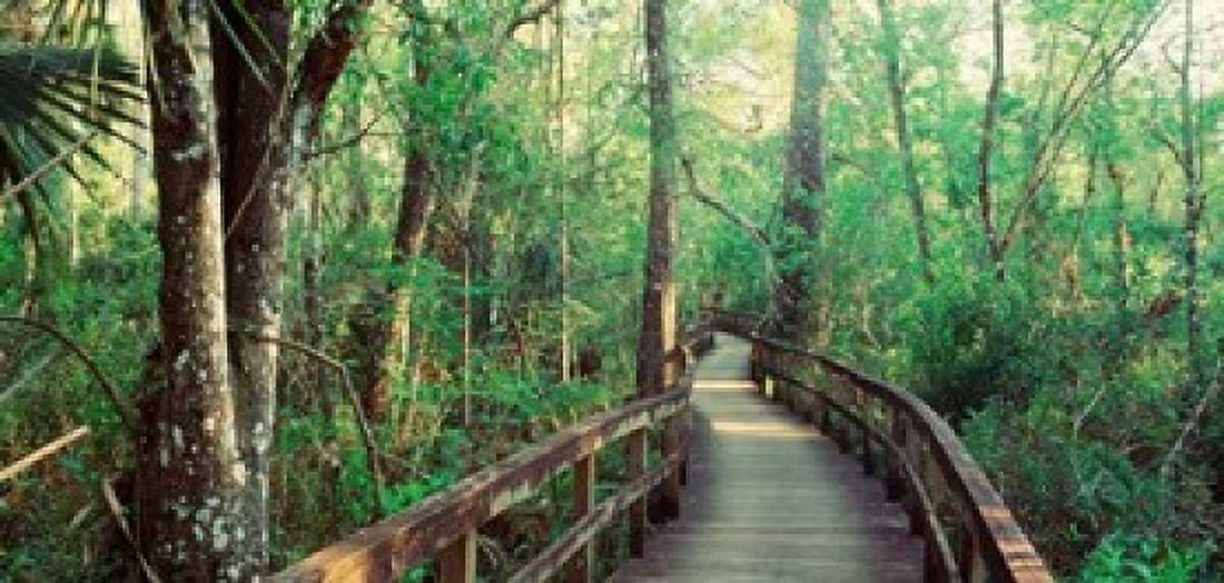 Fakahatchee Strand State Preserve Florida Canvas Art - Panoramic Images (26 x 12)