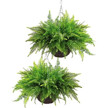 OakridgeTM 2 Fully Assembled Artificial Fern Hanging Baskets – Indoor ...