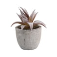 thumbnail image 1 of Fake Plants, Realistic Mini Potted Succulents, Plastic Artificial Plants Decoration, 2.7 X 2.6 X 2.6 Inches Small Faux Plants for Home Office Kitchen Table Desk Indoor Decor, 1 of 6