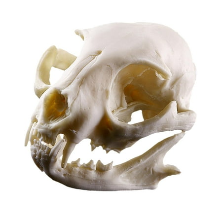 Fake Skull Resin Teaching Head Skeleton Model Aquarium 2