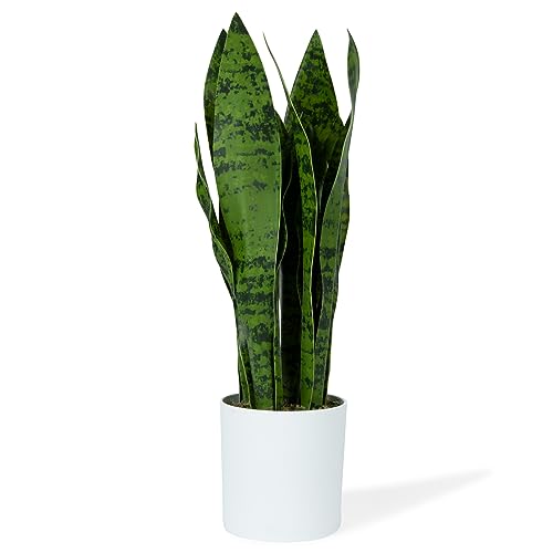 Fake Snake Plant Faux Snake Plant, Large Faux Sansevieria Plant