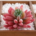 thumbnail image 1 of Fake Succulents Plants Artificial Small Plant 1Pcs Artificial Succulents Plants Faux Plastic Succulents Mini Fake Plants Realistic Artificial Fake Plants, 1 of 4