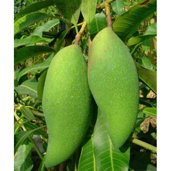 Falan dwarf Mango TREE GRAFTED Ships in 3 gallons pot to all states. 1 year to fruiting size