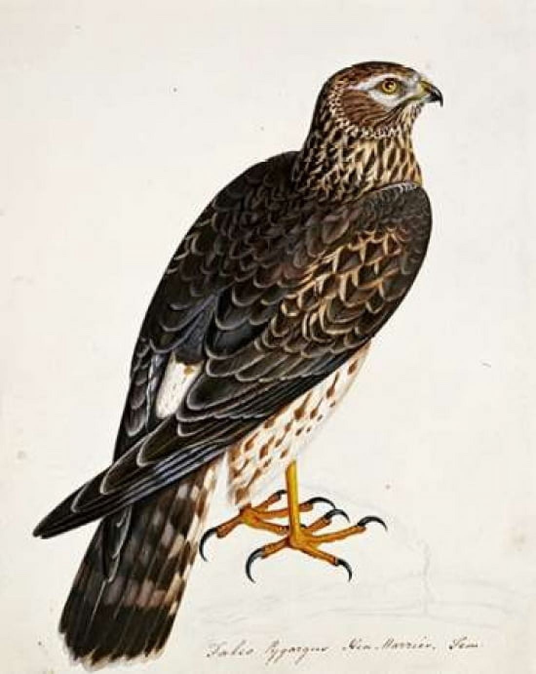 Falco Pygargus Hen-Harrier Fem Canvas Art - Rev Christopher Atkinson (20 x 24)