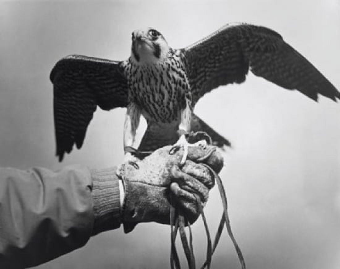 Falcon perching on a persons hand Canvas Art -  (18 x 24)