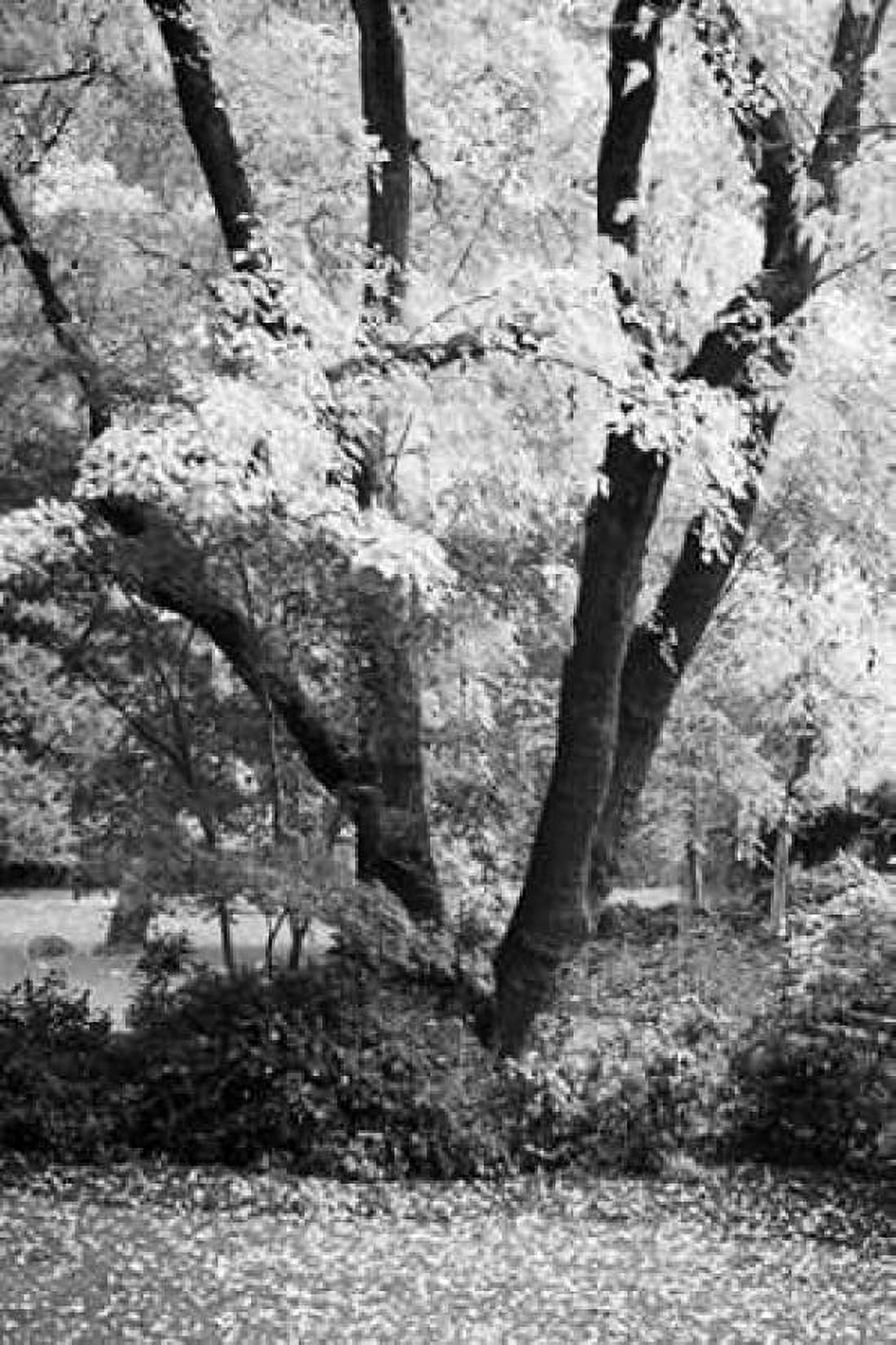 Fall Abundance II B and W Canvas Art - Vitaly Geyman (24 x 36)