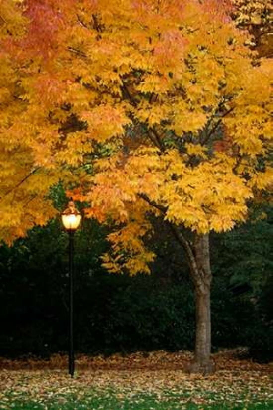 Fall Abundance IX Canvas Art - Vitaly Geyman (24 x 36)
