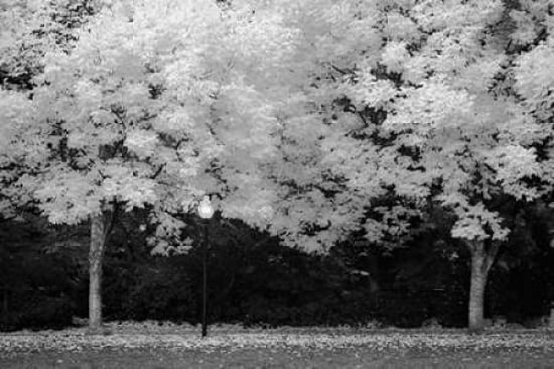 Fall Abundance V B and W Canvas Art - Vitaly Geyman (24 x 36)