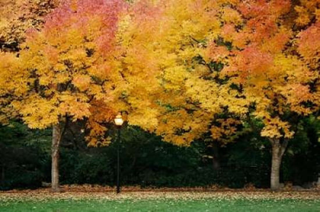 Fall Abundance V Canvas Art - Vitaly Geyman (12 x 18)