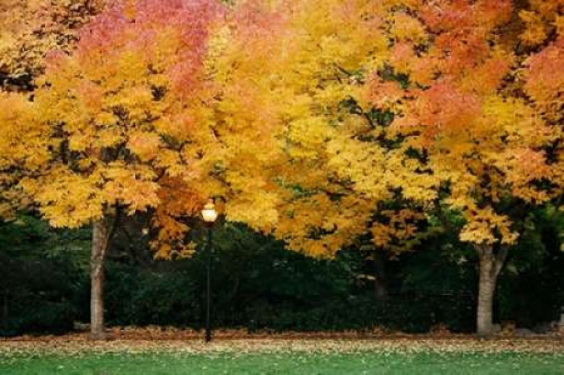 Fall Abundance V Canvas Art - Vitaly Geyman (24 x 36)