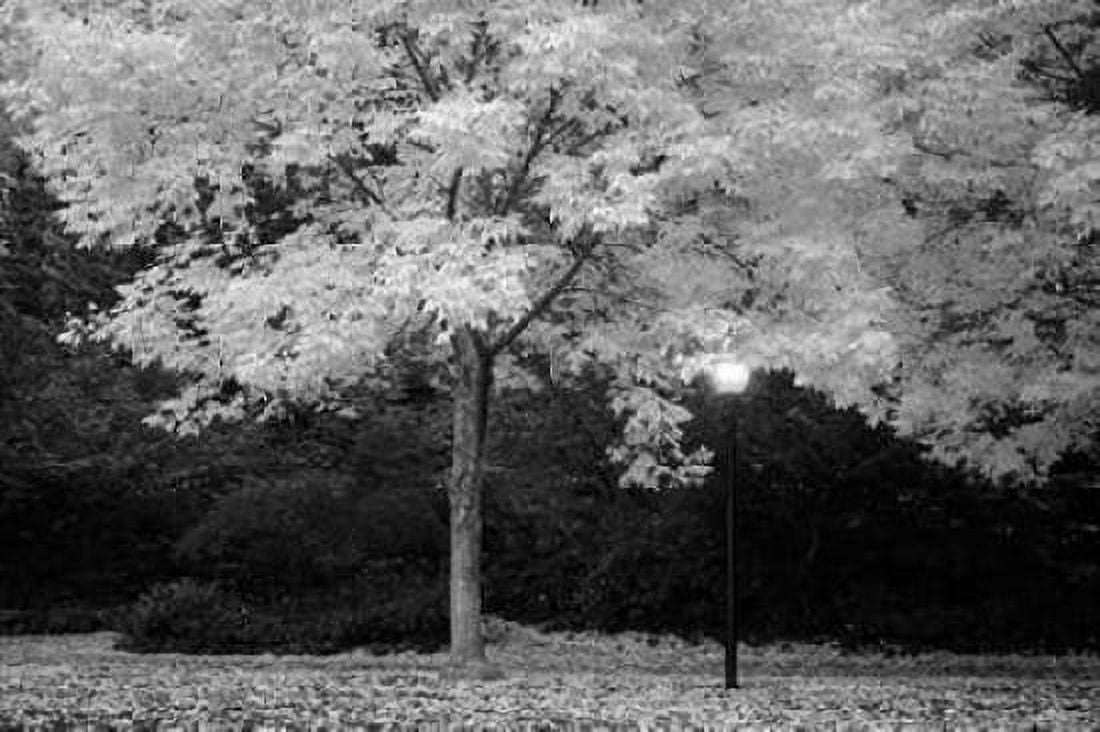 Fall Abundance VI B and W Canvas Art - Vitaly Geyman (24 x 36)