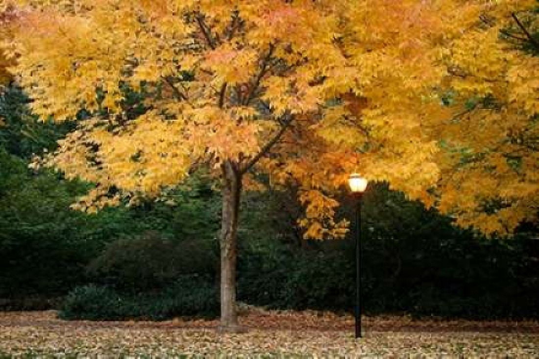 Fall Abundance VI Canvas Art - Vitaly Geyman (24 x 36)