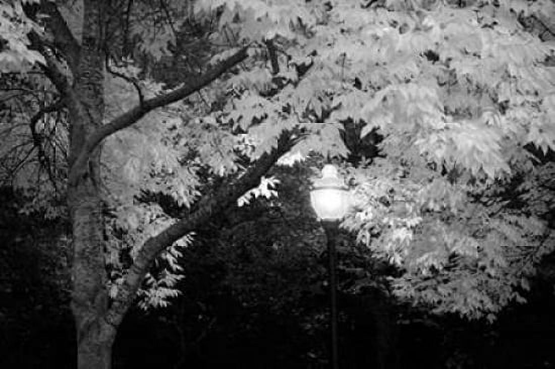 Fall Abundance VII B and W Canvas Art - Vitaly Geyman (24 x 36)