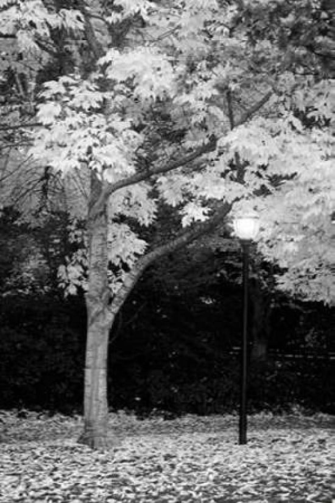 Fall Abundance X B and W Canvas Art - Vitaly Geyman (24 x 36)