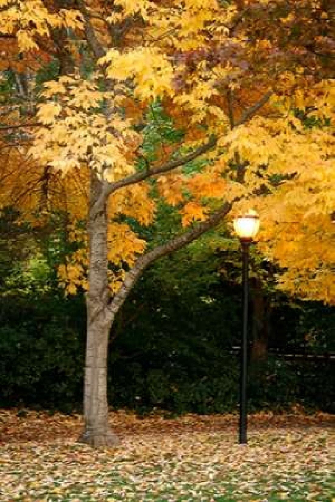 Fall Abundance X Canvas Art - Vitaly Geyman (12 x 18)