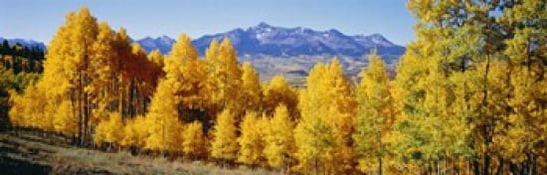 Fall Aspen Trees Telluride CO Canvas Art - Panoramic Images (18 x 6)